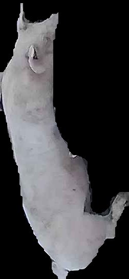 Crop