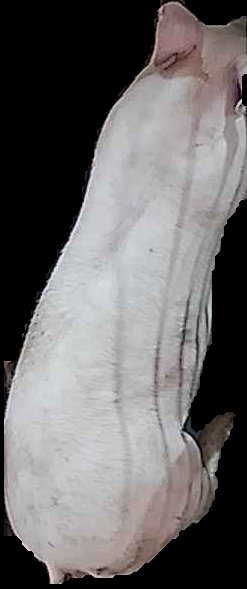 Crop