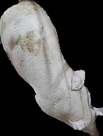 Crop