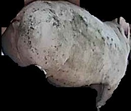 Crop