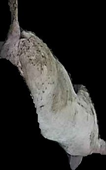 Crop