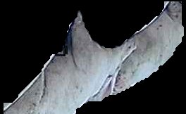 Crop