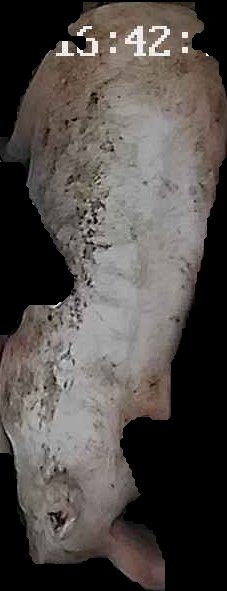Crop