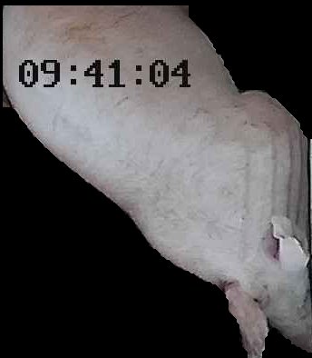 Crop