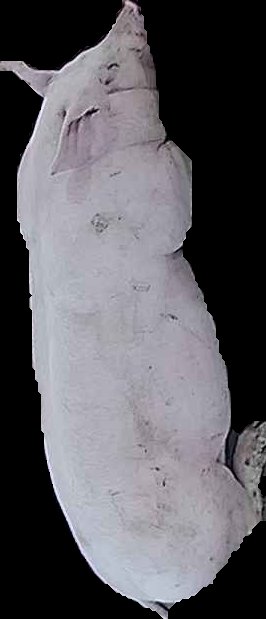 Crop