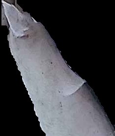 Crop