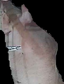 Crop