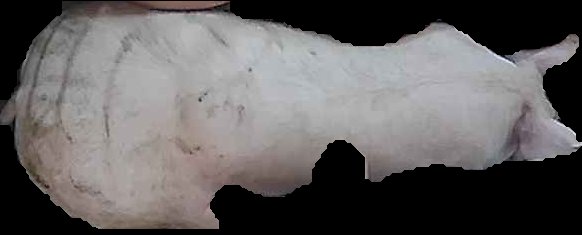 Crop