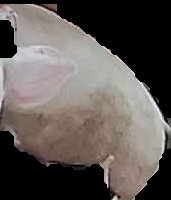 Crop