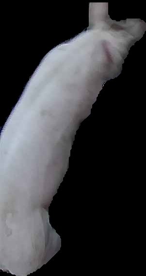 Crop
