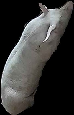 Crop