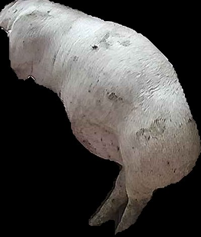 Crop