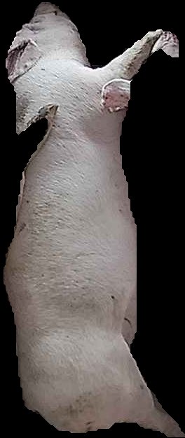 Crop