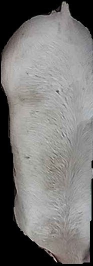 Crop