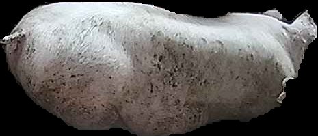 Crop