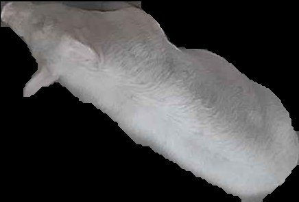 Crop