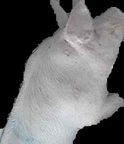 Crop