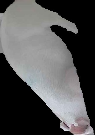 Crop