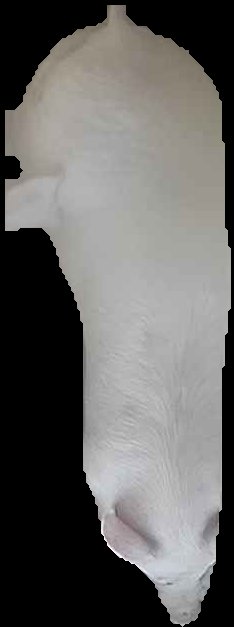 Crop