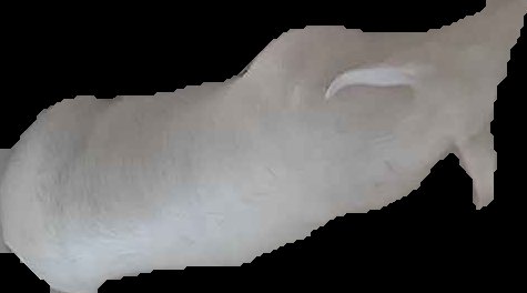 Crop