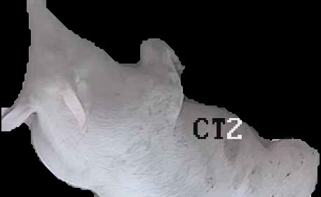 Crop