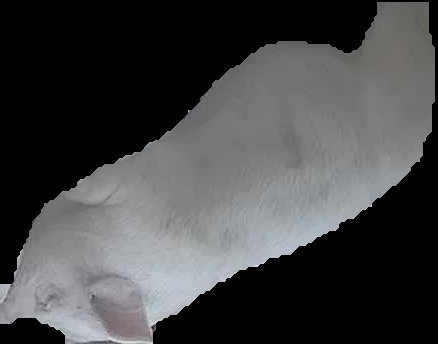 Crop