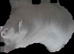 Crop
