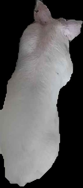 Crop