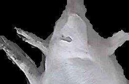 Crop