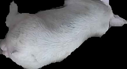 Crop