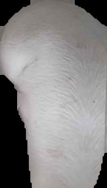 Crop