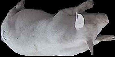 Crop