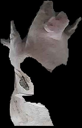 Crop