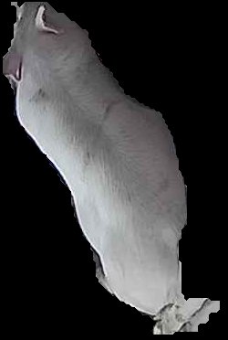 Crop