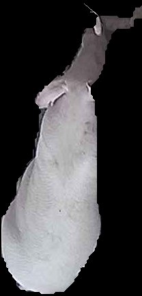 Crop