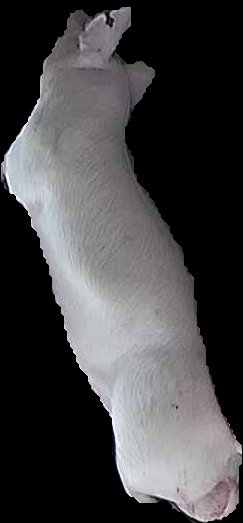 Crop