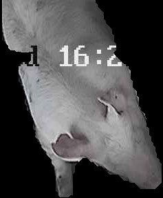 Crop
