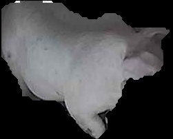 Crop