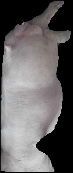Crop