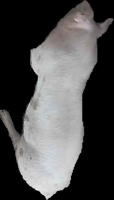 Crop