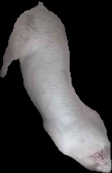 Crop