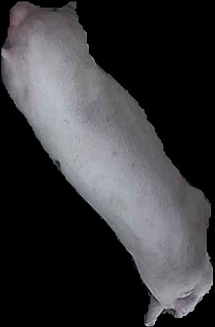 Crop