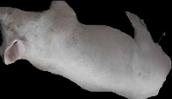 Crop