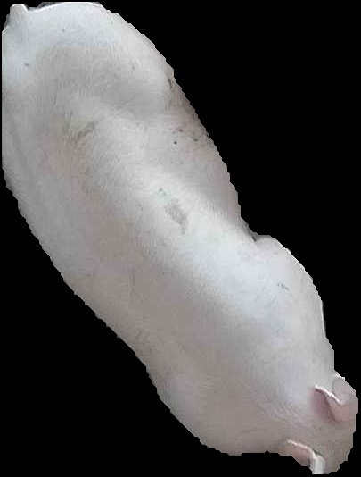 Crop