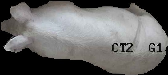 Crop