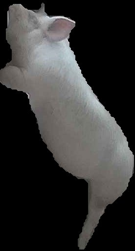 Crop