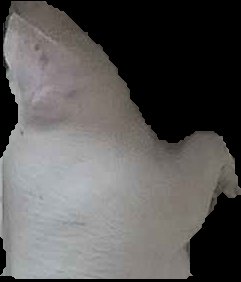 Crop