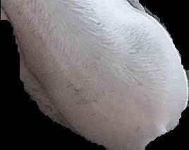 Crop
