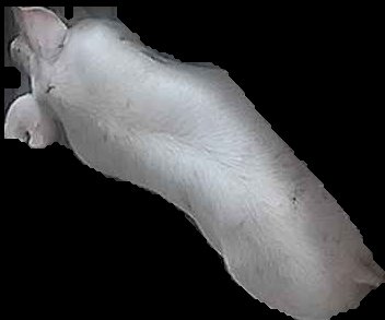 Crop