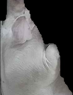 Crop